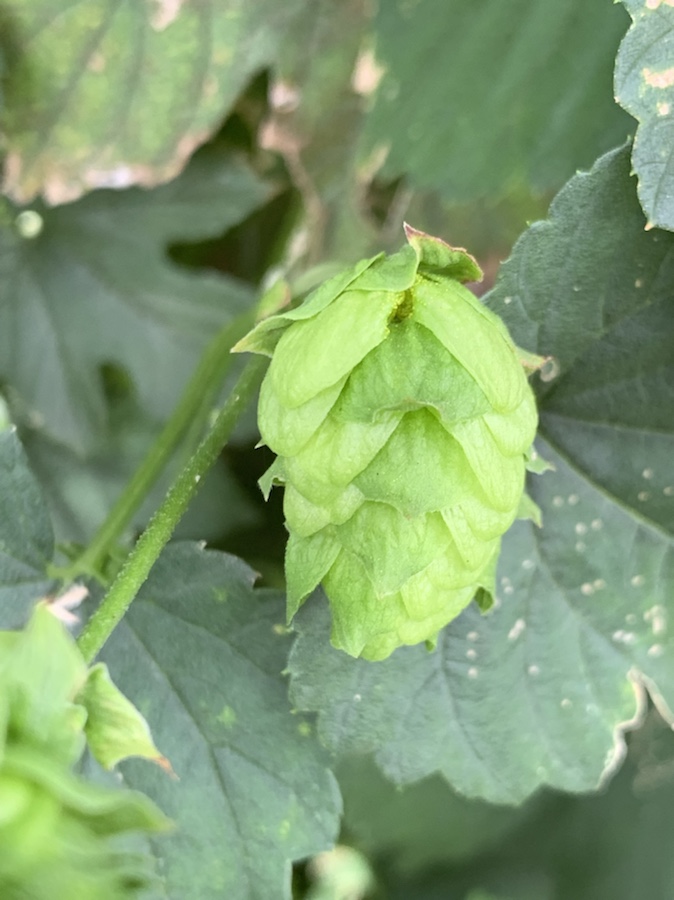 #hoppicking, #tokyohopsproject, #bine, #26Kbrewery, #ondcraftfood, #sekimaetokyo