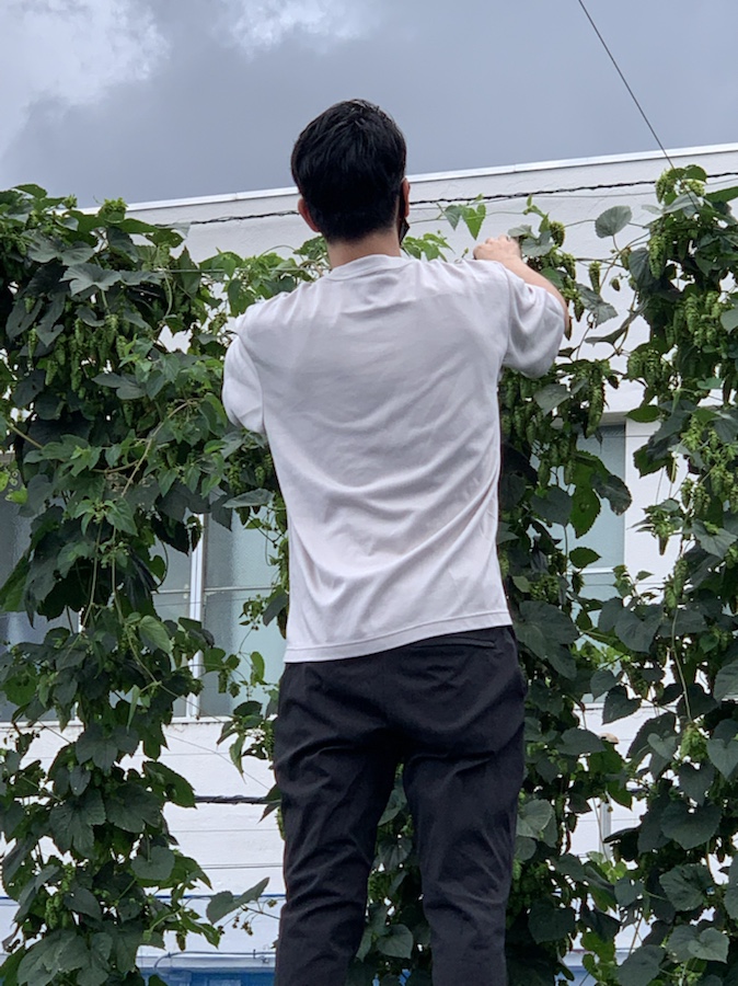 #hoppicking, #tokyohopsproject, #bine, #26Kbrewery, #ondcraftfood, #sekimaetokyo