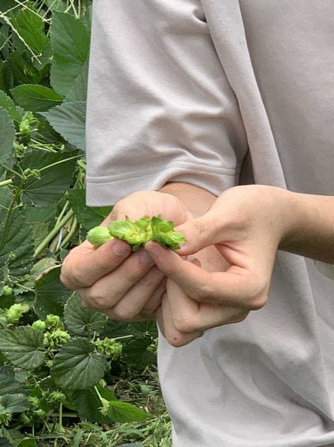 #hoppicking, #tokyohopsproject, #bine, #26Kbrewery, #ondcraftfood, #sekimaetokyo