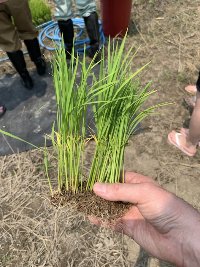 #expo2025 #fieldpavilion #yamadanishiki #mikicity #tokuAchiku #sake #nihonshu #sakamai #hyogo #sdgs, 
